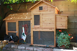 block put perfect coop chicken roost took minutes together them